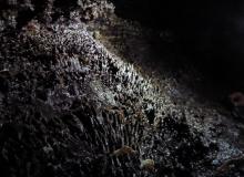 Pwll Dwfn - Lithostrotion coral fossils