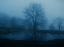 Trees in Ystradfellte